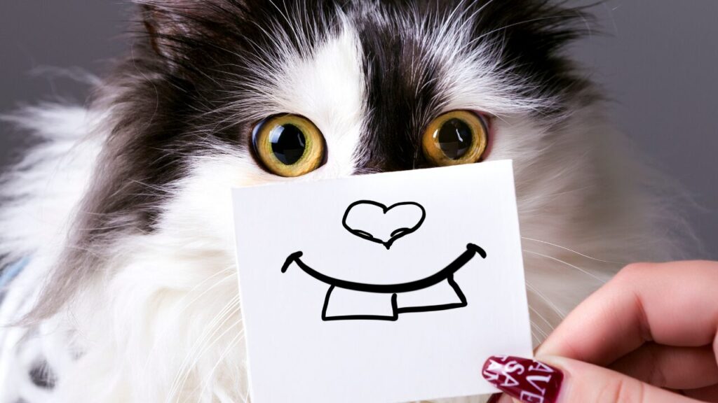 【おもしろ】大喜利語まとめ｜笑いをとるためのボケ用語集＆活用術！