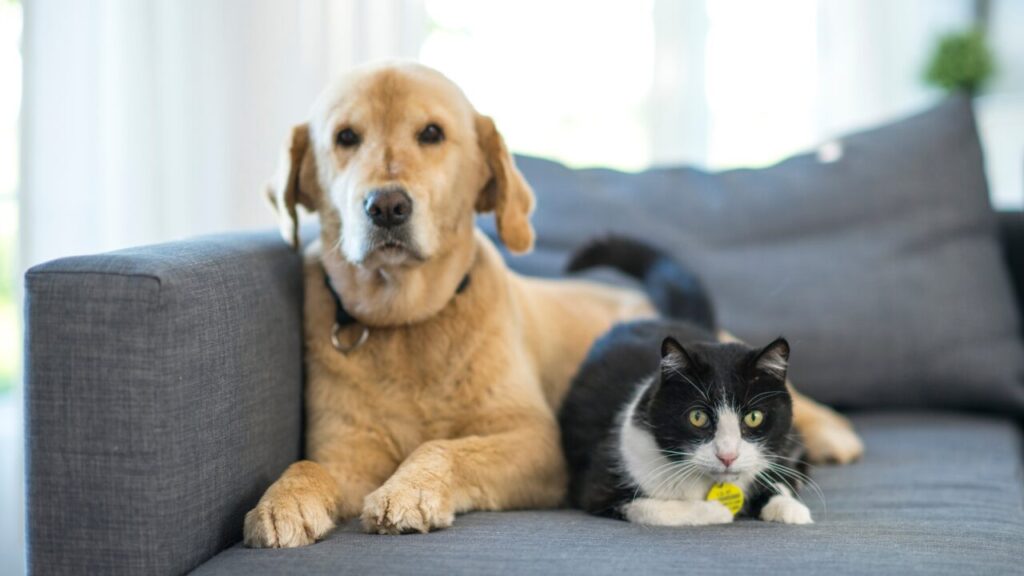 犬猫好きが使う「ペット語」って？癒される言葉＆日常での使い方特集！