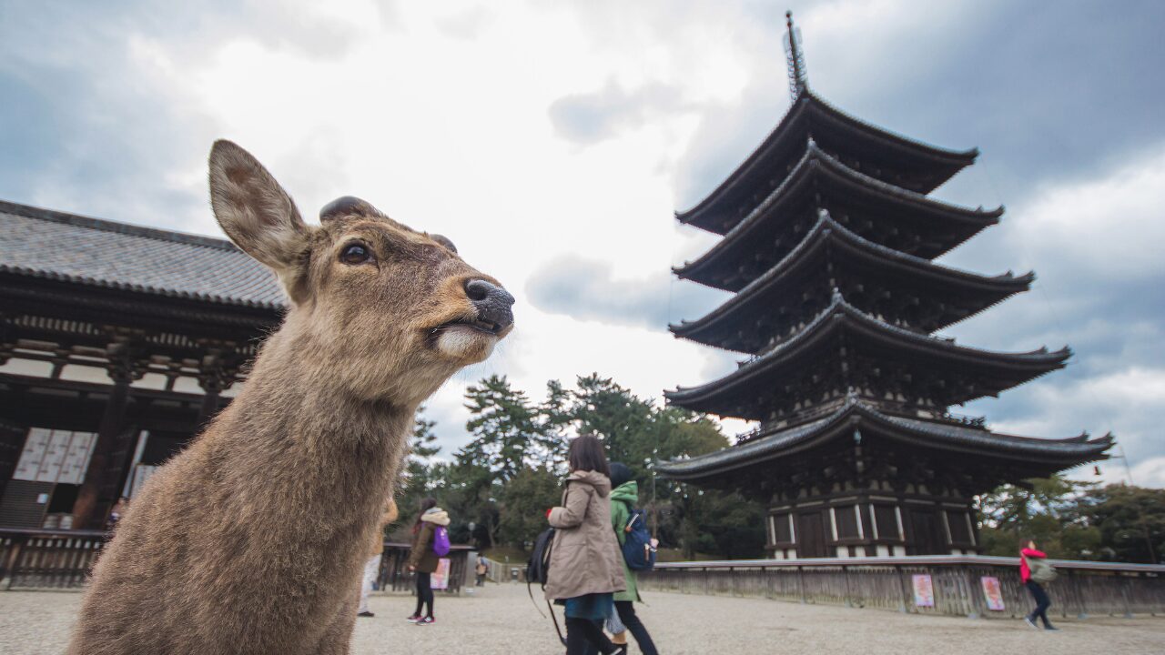 ✅ 文化の日に何をするの？定番の過ごし方