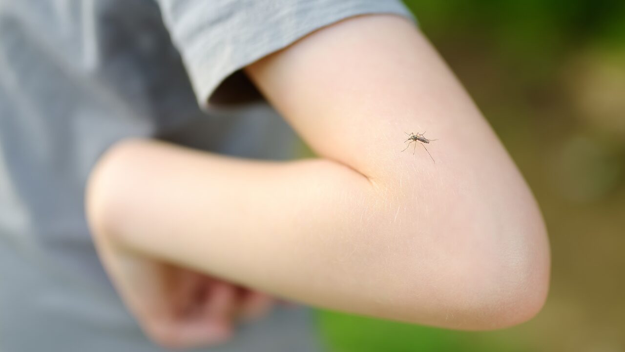 虫除けに自然素材を使うには？効果的アイテム＆簡単レシピ紹介