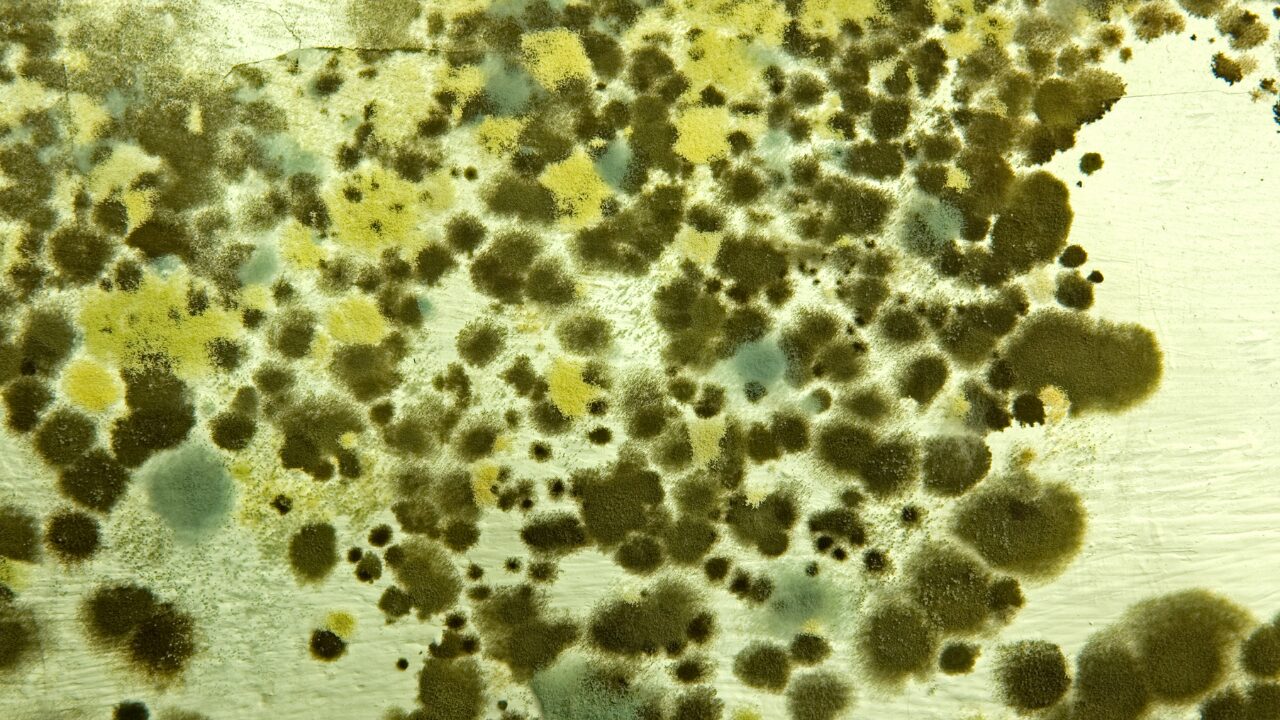 お風呂のカビはなぜ発生する？