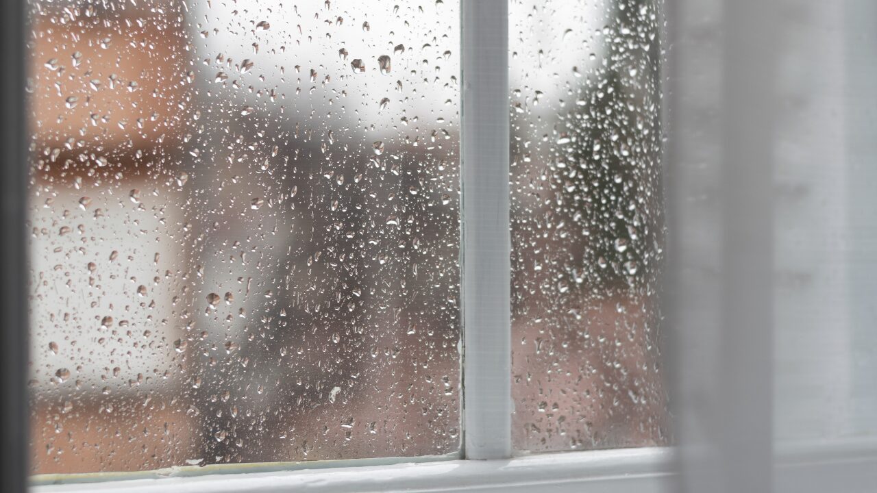 梅雨シーズンに注意！カビが猛威を振るう理由