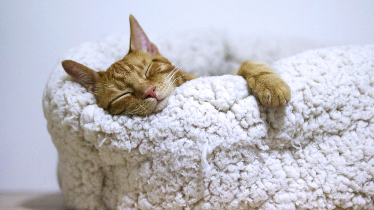 睡眠の質を上げる方法｜今日からできる快眠習慣7選