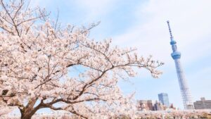 【花見の始まりと歴史】今さら聞けないお花見文化のルーツ｜持ち物＆定番グルメも紹介！