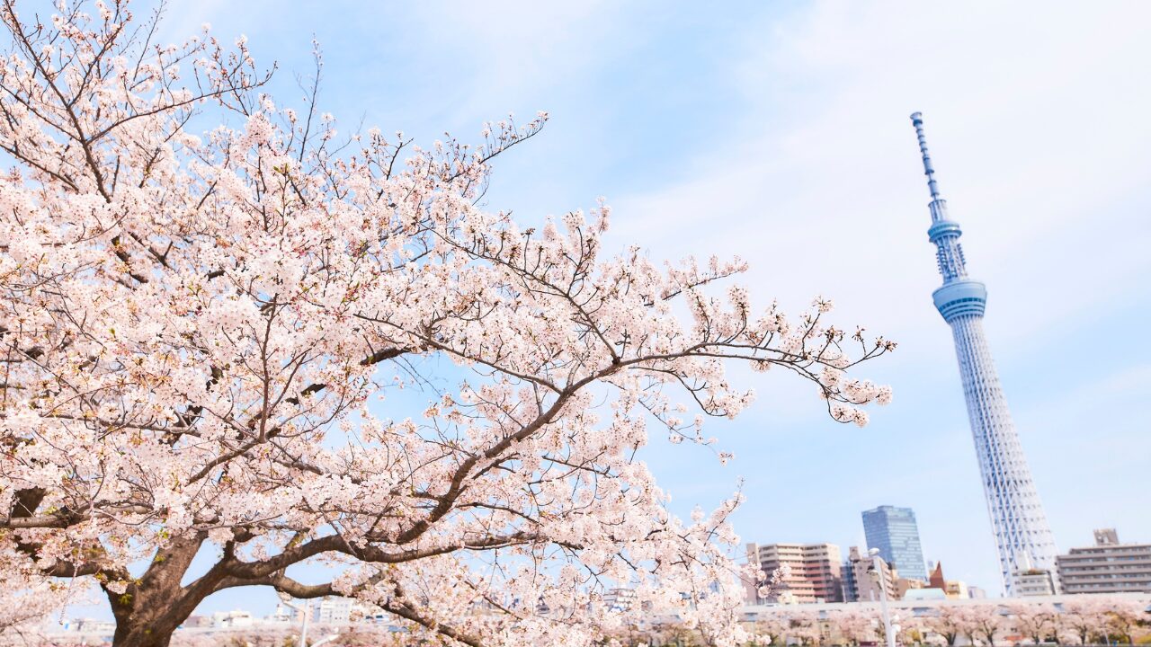 【花見の始まりと歴史】今さら聞けないお花見文化のルーツ｜持ち物＆定番グルメも紹介！