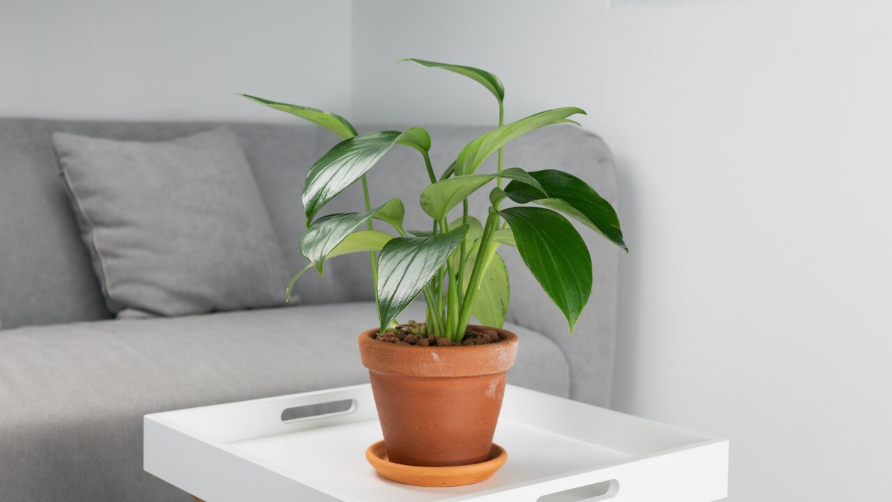 ✅ 植物初心者におすすめ！育てやすい室内植物12選
