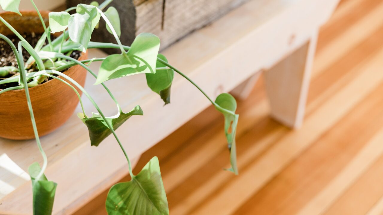 癒し空間をつくる！育てやすい室内用観葉植物10選