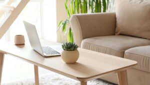 観葉植物で癒し空間を！育てやすい室内用の種類10選【初心者にもおすすめ】