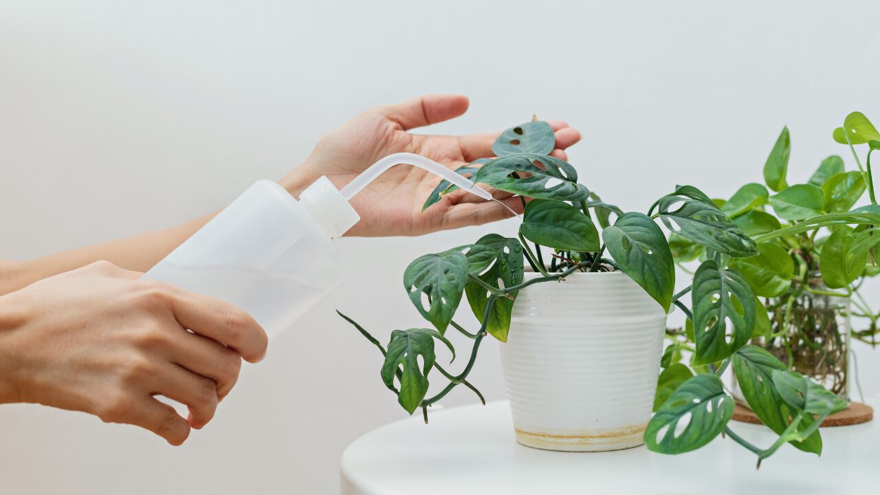 ✅ 室内植物を育てる際の注意点とケアのコツ