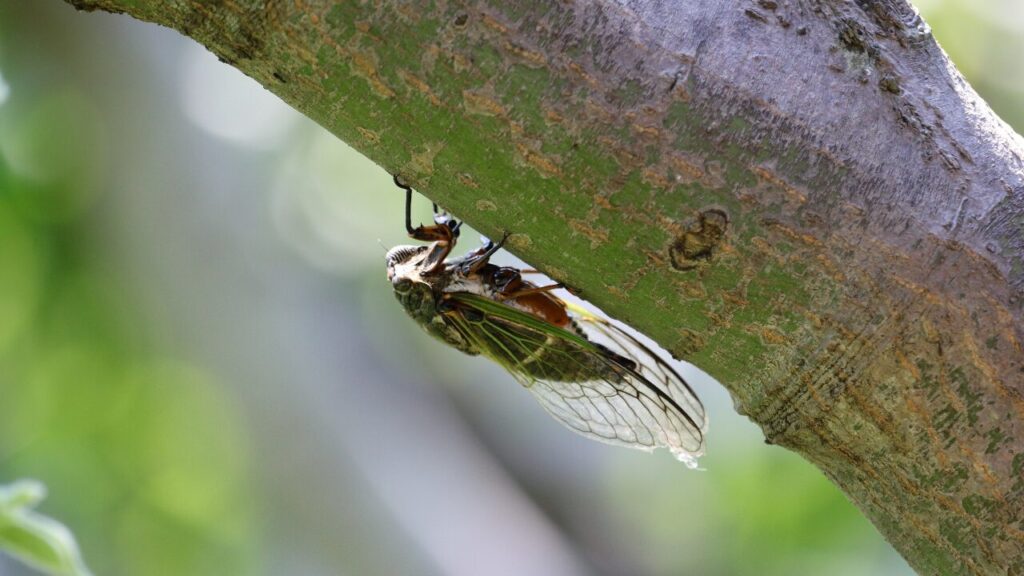 昔と今の夏休みの違いとは？時代で変わる日本の夏休みの過ごし方と背景を解説