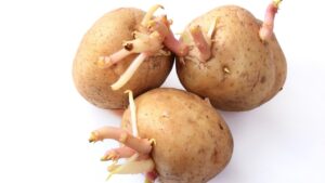 じゃがいもの芽は毒？知らないと危険！安全な処理方法と食べる際の注意点