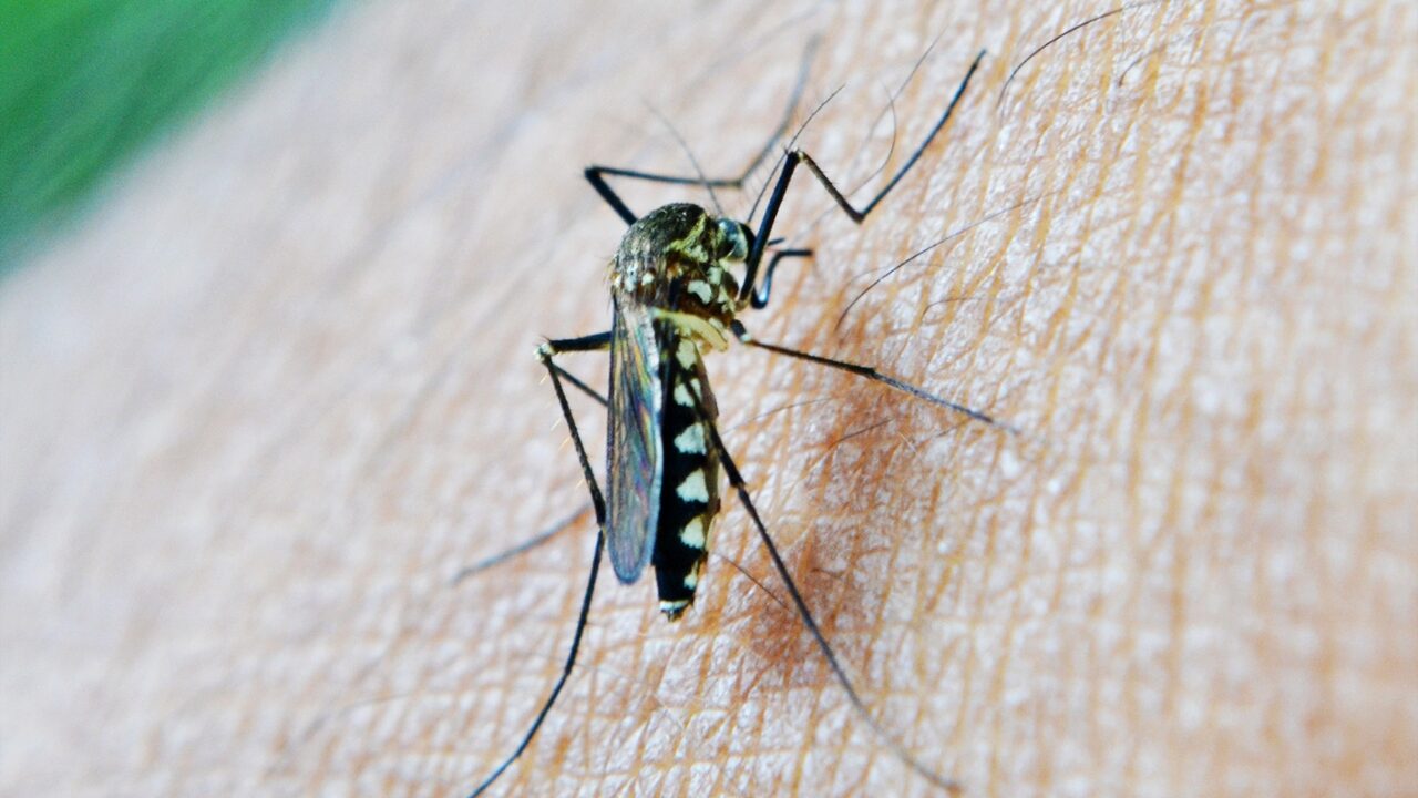 ■ まとめ｜自分の特徴を知って蚊対策を万全に！