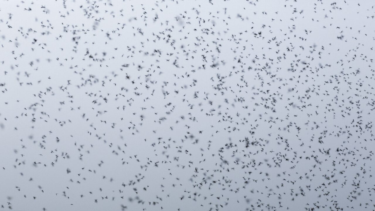 ■ まとめ｜ちょっとした工夫で洗濯物と虫の悩みは防げる！