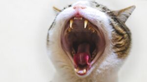 思わずクスッと笑う！おもしろい反対言葉・対義語一覧｜日常会話で使いたくなる例も紹介