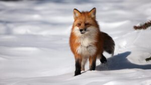 【日本一寒い町はここ！】歴代・真冬の最低気温ランキング｜寒さの理由と意外な特徴も紹介