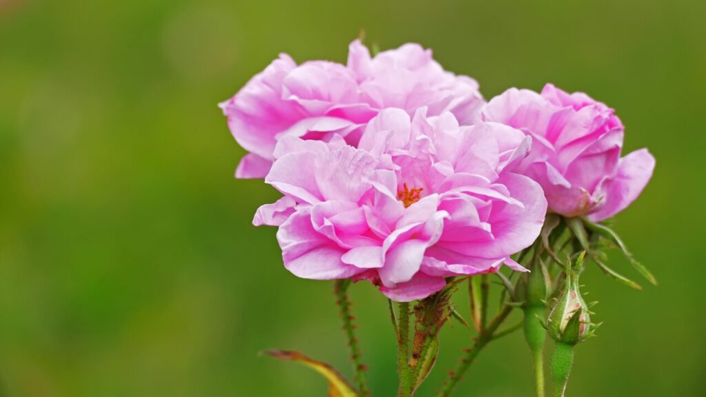 生きてるだけで迷惑だと感じたときに──そんなあなたへ伝えたい大切なこと