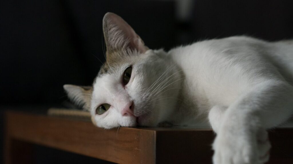 落ち込んだ時にかけたい言葉集｜心がふっと軽くなる名言＆フレーズ20選