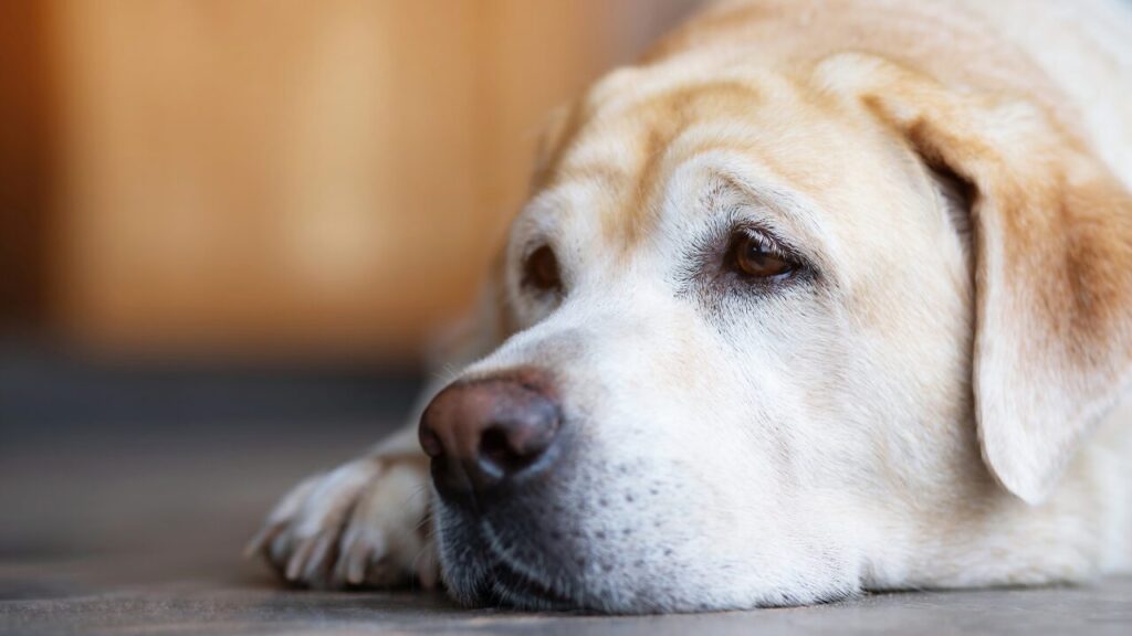 落ち込んだ心にそっと寄り添う「短い言葉」25選｜前向きになれる一言をあなたへ