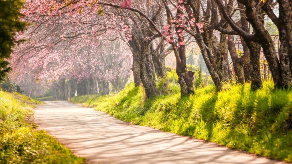 静かな場所が落ち着くのに寂しいのはなぜ？｜心の仕組みと向き合い方