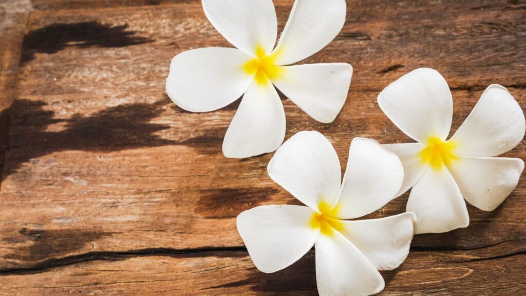 「大丈夫なふり」が上手になったあなたへ。無理をしすぎないための心の守り方