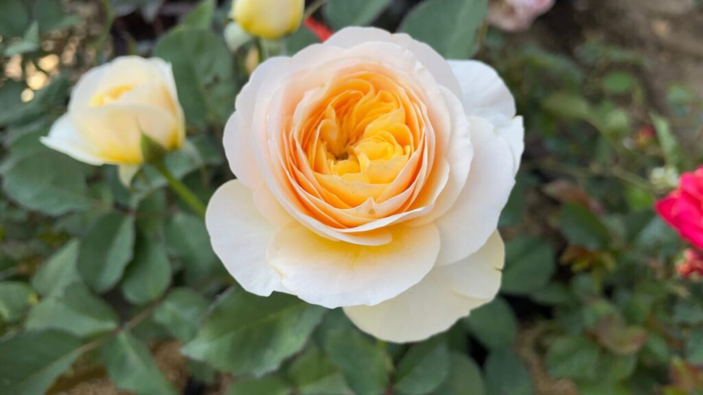 予定があるだけでストレス…その理由と“心が軽くなる”対処法とは？