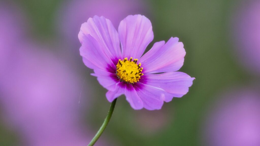 「大丈夫？」って聞かれると泣きそうになるのはなぜ？｜その理由と心を軽くするヒント