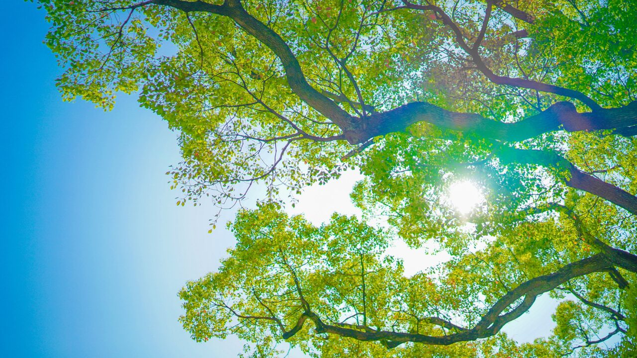 木言葉の意味一覧｜生命力や信念を象徴する言葉