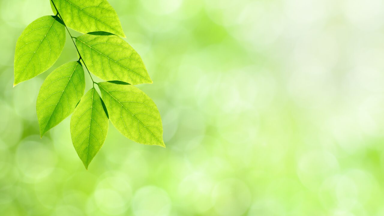 葉言葉の意味一覧｜植物の“葉”に宿る静かなメッセージ