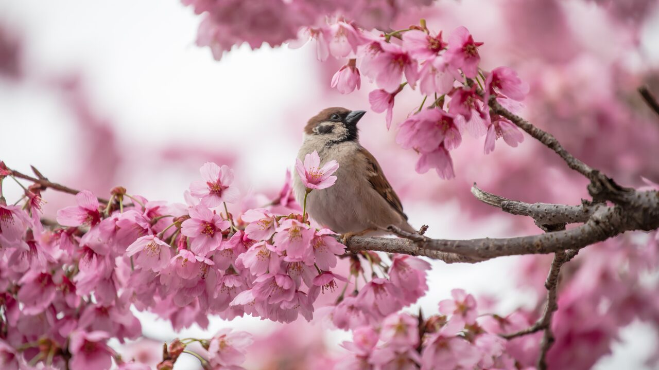鳥言葉の意味一覧｜翼に込められた希望や自由の象徴