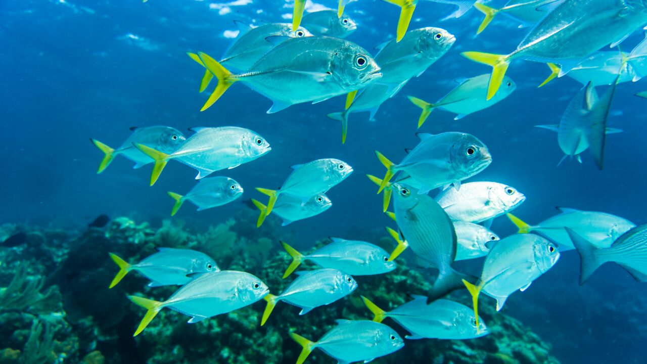魚言葉の意味一覧｜水の中に生きる存在からのメッセージ