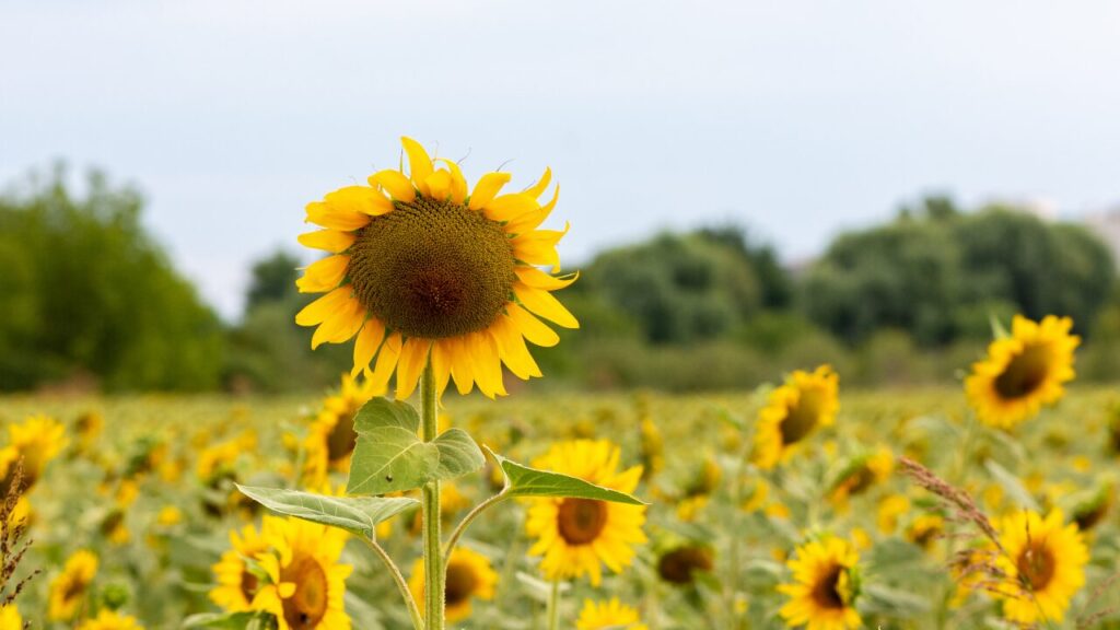 『頑張れ』がつらい理由｜その言葉が重たく感じる本当の気持ちとは