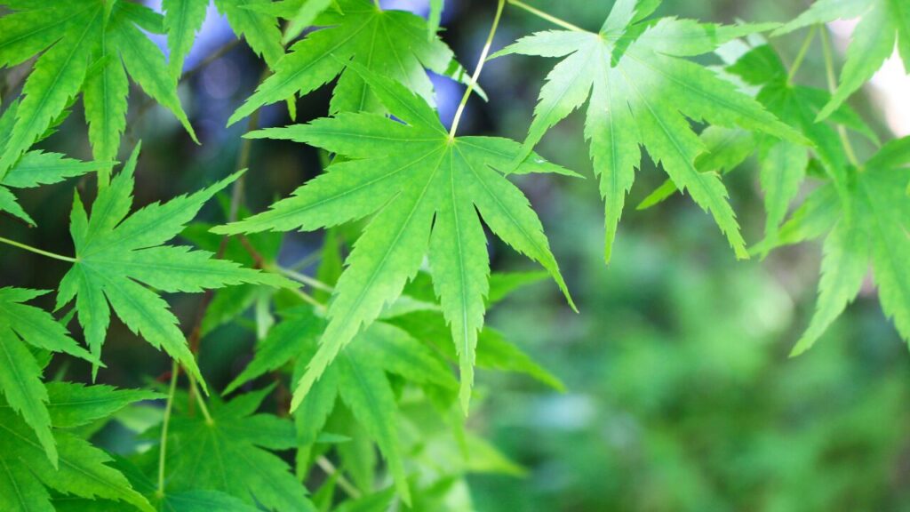 「音がうるさく感じる…」敏感なあなたへ｜繊細な聴覚の原因とやさしい対処法