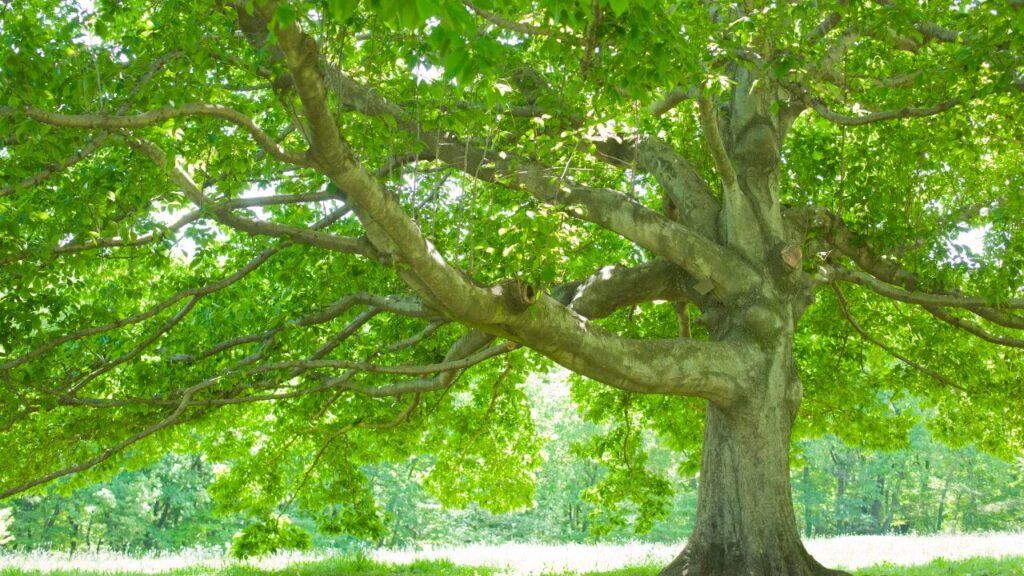 何をしていても落ち着かない日はなぜ来るの？｜原因と対処法、そして心への処方箋