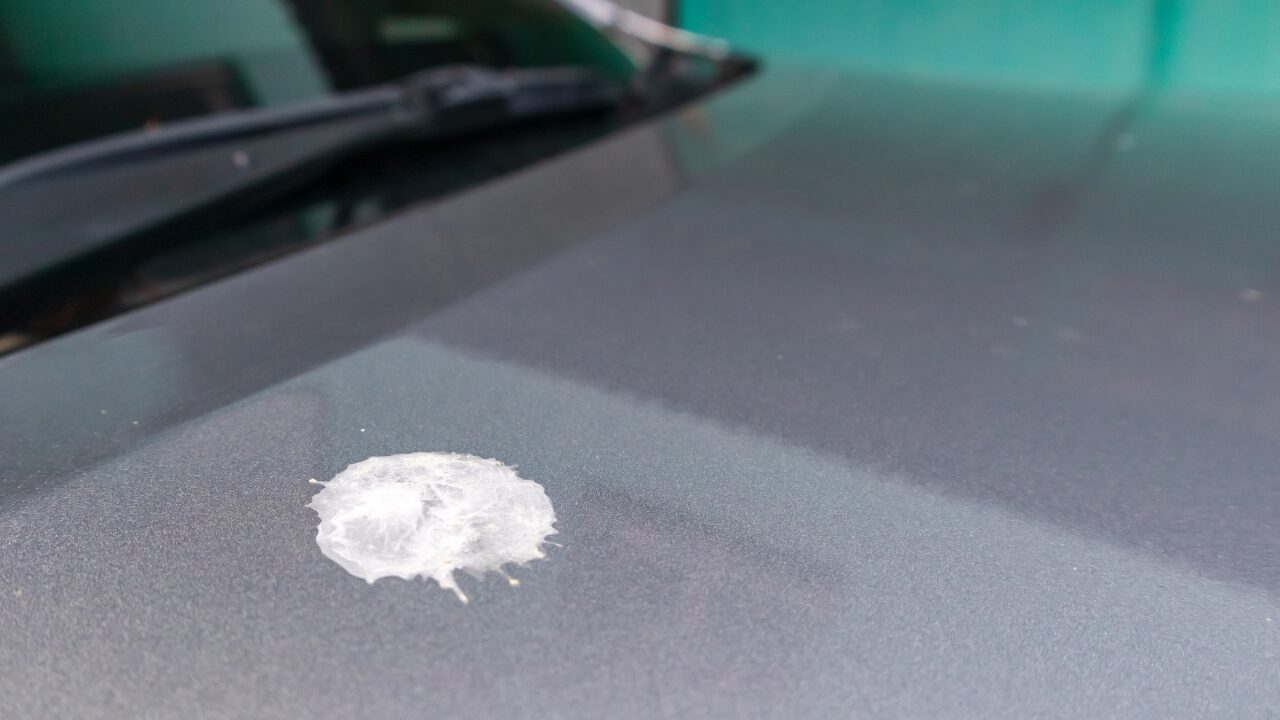 鳥のフンが宝くじを呼ぶ？“運がつく”ジンクスは本当か徹底解説！運気アップとの関係も紹介