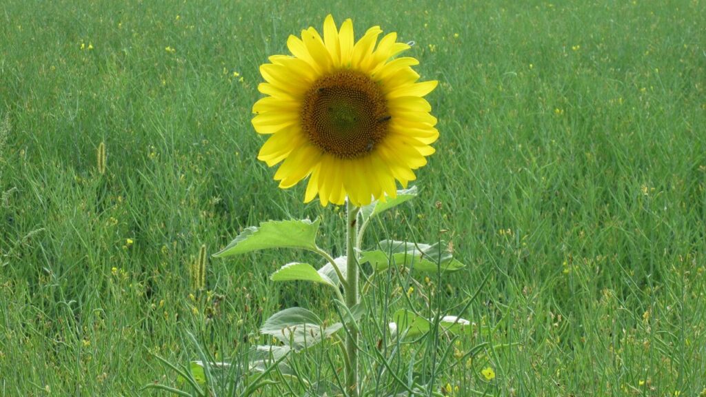 声が出しづらい原因と対策｜ストレスや心因性のケースも徹底解説！