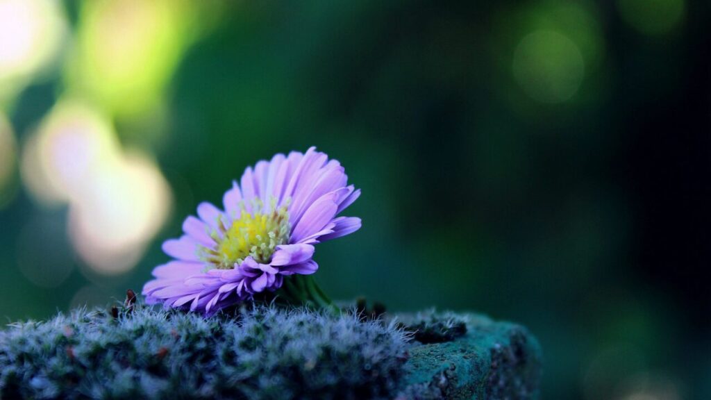 本音を話すのが怖いあなたへ｜安心できる関係を築くための心の処方箋