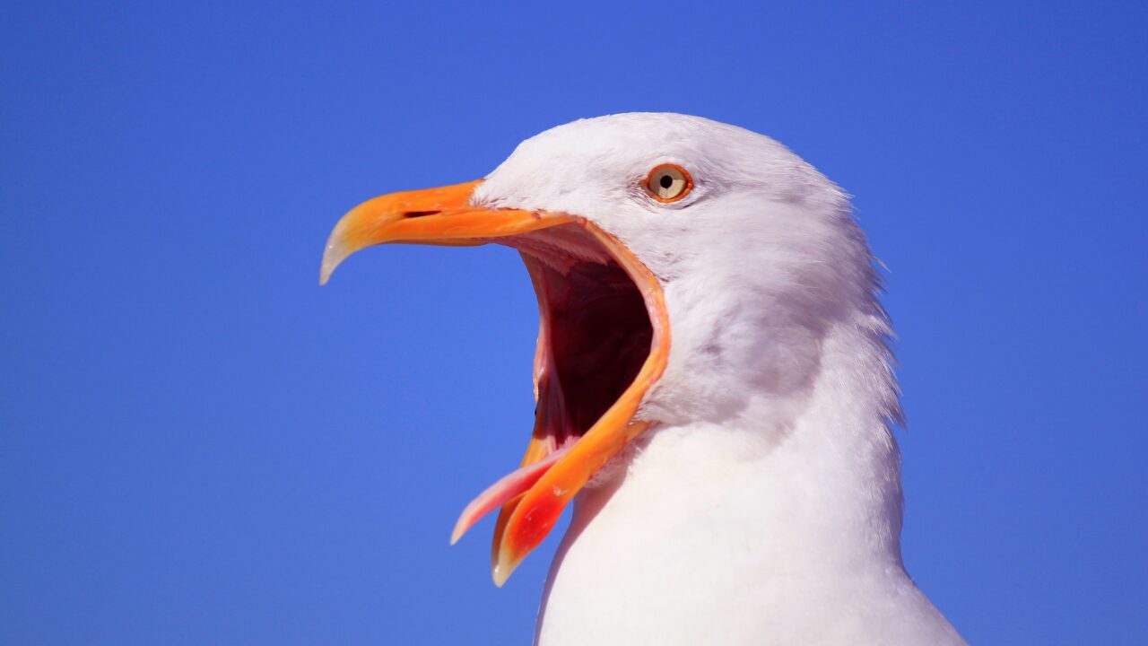 まとめ｜鳥のフンに出会ったら前向きに受け止めよう
