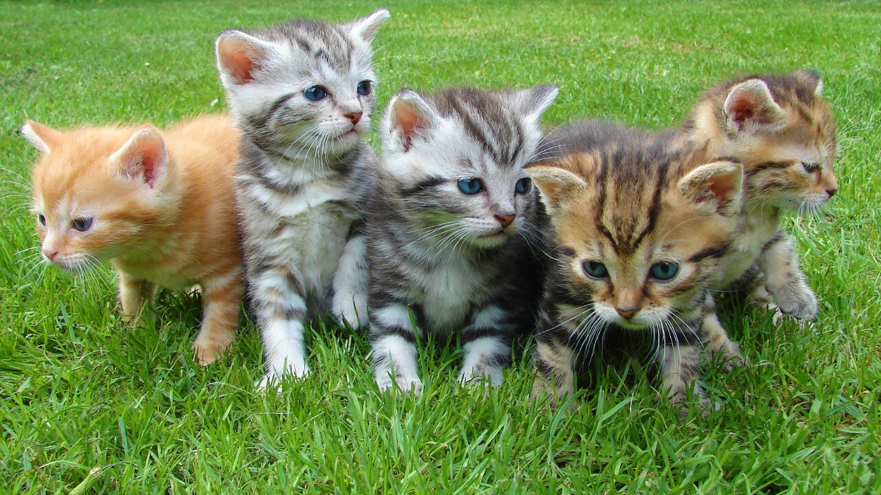 “猫”の由来｜なぜ「ネコ」になったのか？