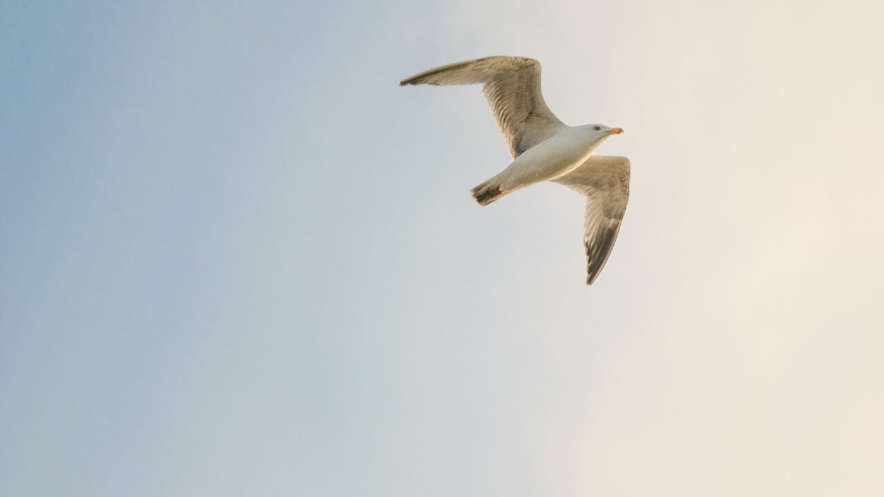 鳥のフン＝幸運のサイン？そのジンクスとは