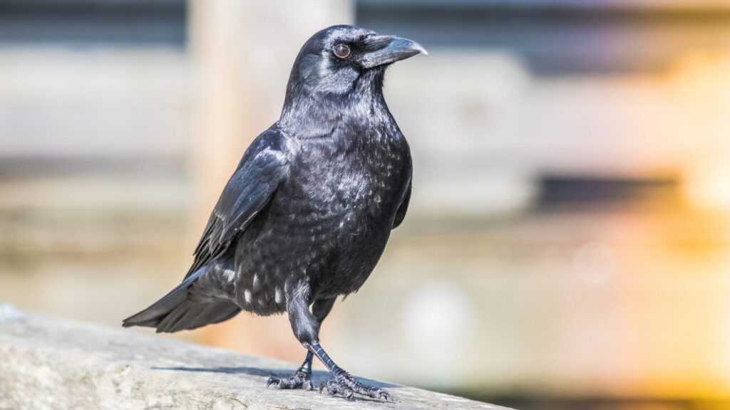 カラスはなぜ黒い？昔話と科学の2つの説で迫る“黒の謎”とは
