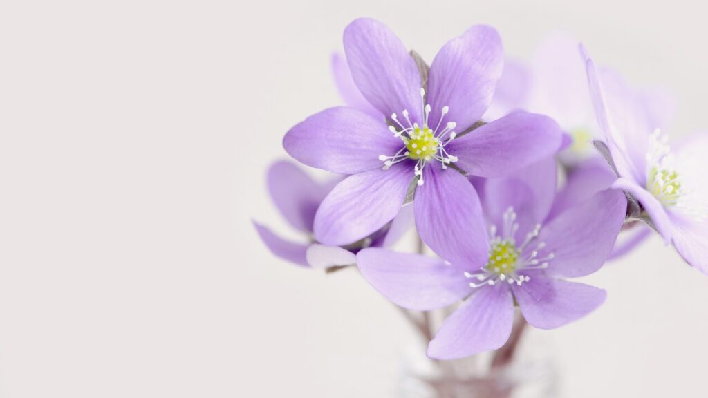 人前で笑うのがしんどいあなたへ｜無理しない笑顔の選び方と心がラクになるコツ