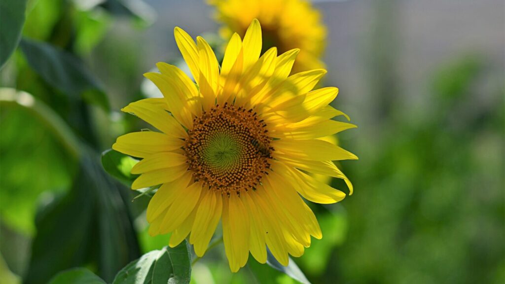 「どんな顔して生きればいいかわからない」そんなとき、自分を見失わないためのヒント