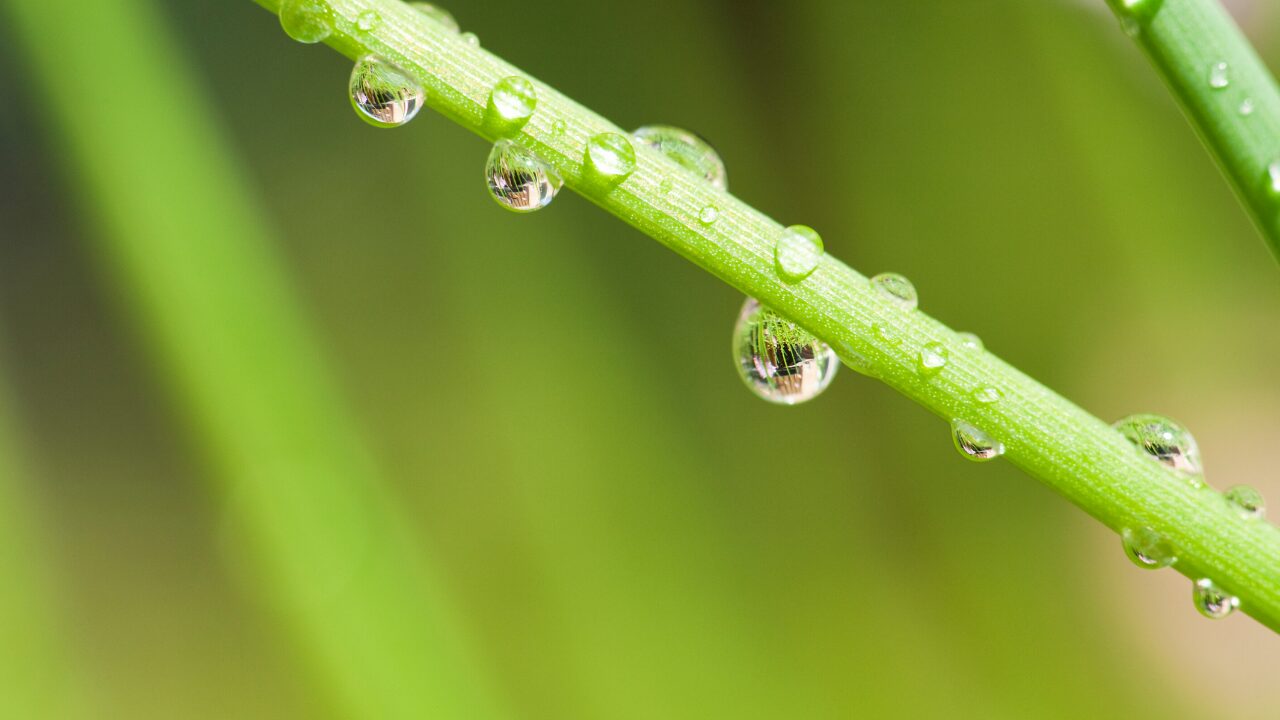 体調不良や病気のサインとしての涙