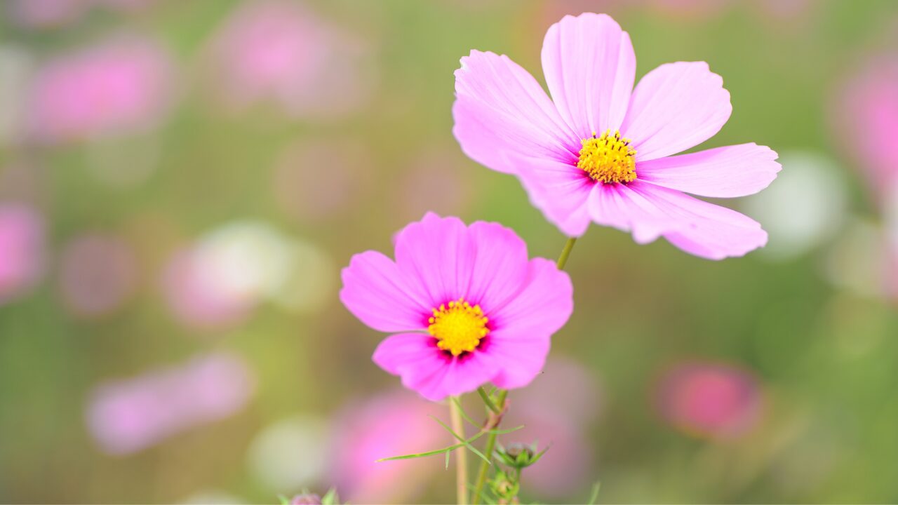 「自分を好きになるって難しい」そんなあなたへ｜自己否定から抜け出すための小さな一歩