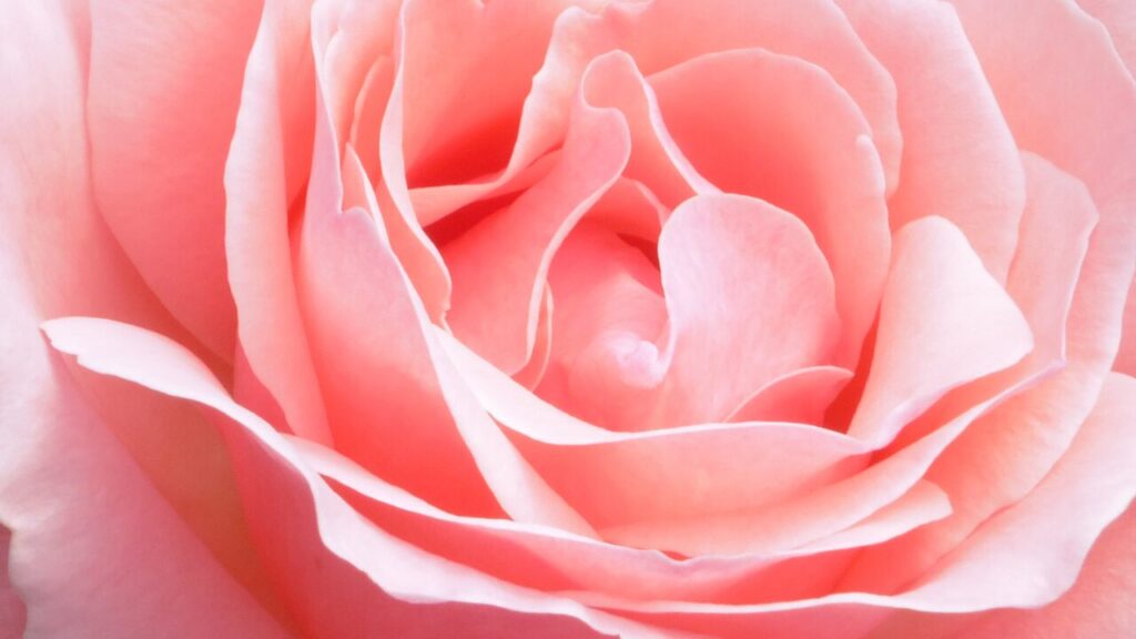 「私って必要？」と感じたときに心を軽くする7つの考え方｜自分を見失わないために