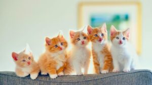 【保存版】「かわいい」は英語でどう言う？シーン別に使える英語表現集！
