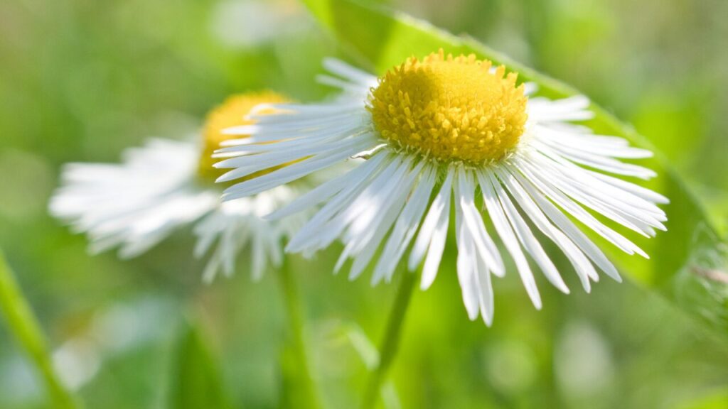マインドフルネス瞑想が続かない人へ｜継続のコツと習慣化のポイント