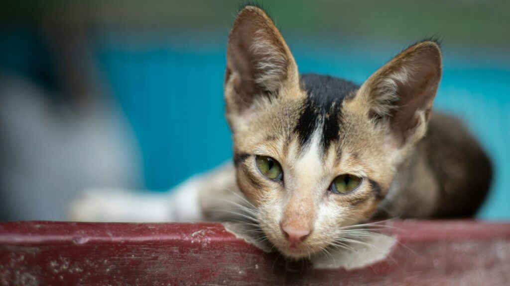 若者言葉はなぜ毎年流行が変わるのか?